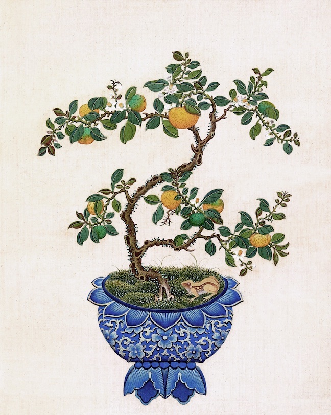 CHINESE BONSAI TREES