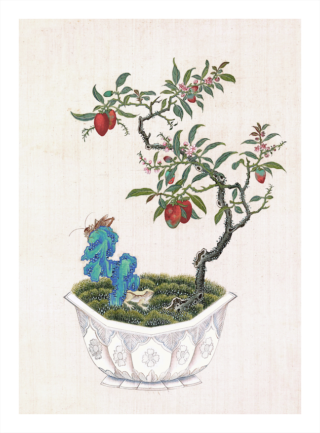 CHINESE BONSAI TREES