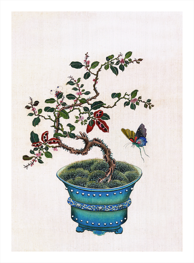 CHINESE BONSAI TREES