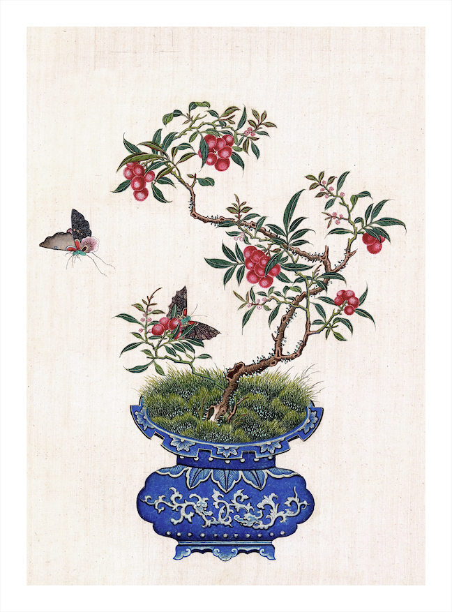 CHINESE BONSAI TREES