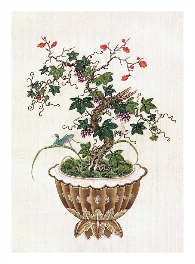 CHINESE BONSAI TREES