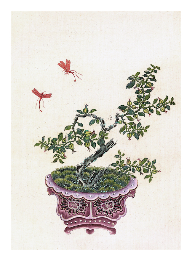 CHINESE BONSAI TREES