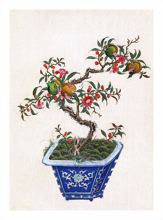 CHINESE BONSAI TREES