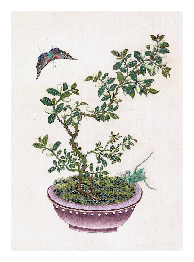 CHINESE BONSAI TREES