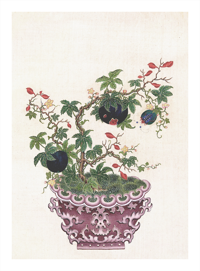 CHINESE BONSAI TREES