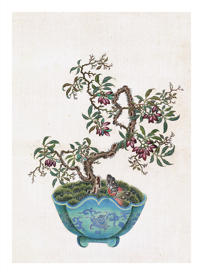 CHINESE BONSAI TREES