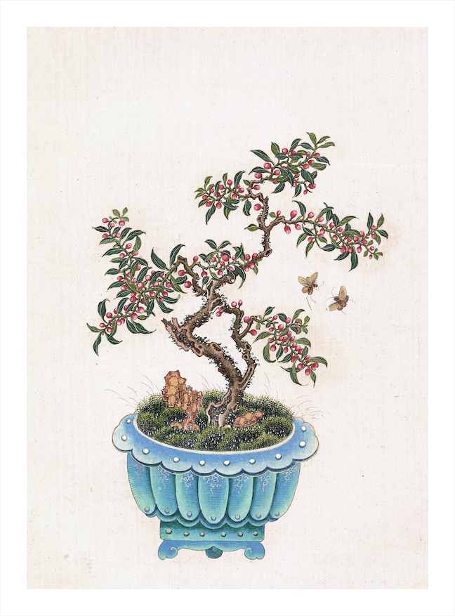 CHINESE BONSAI TREES