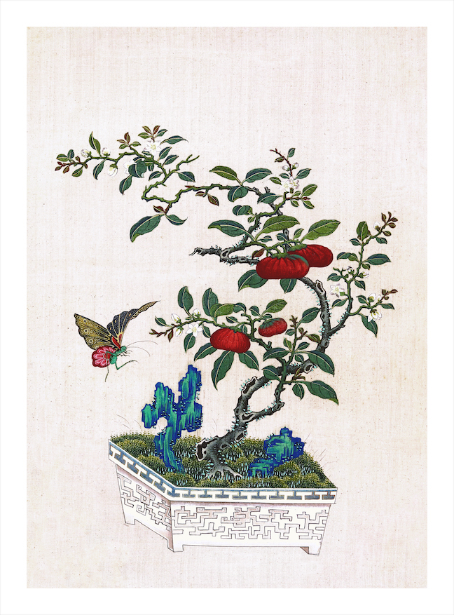 CHINESE BONSAI TREES