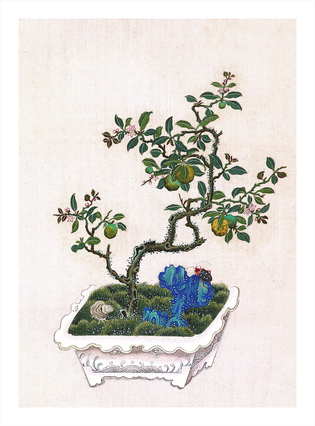 CHINESE BONSAI TREES