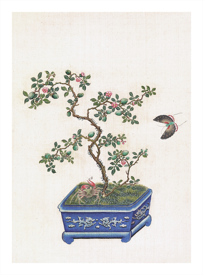 CHINESE BONSAI TREES