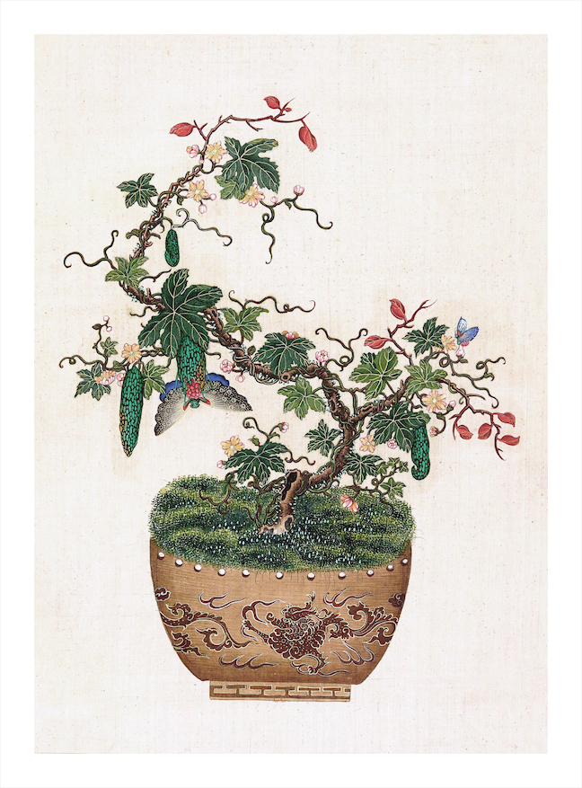 CHINESE BONSAI TREES