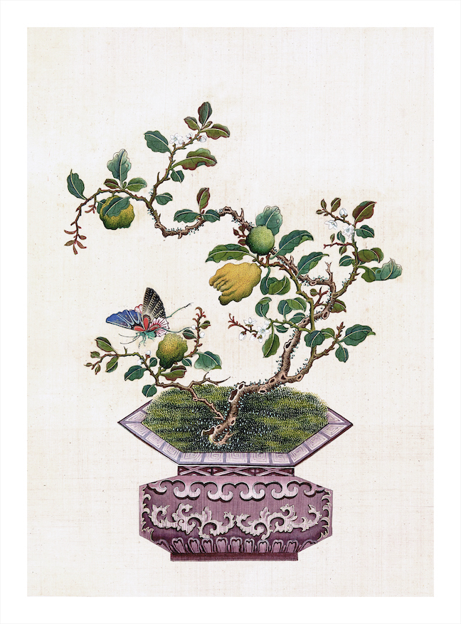 CHINESE BONSAI TREES