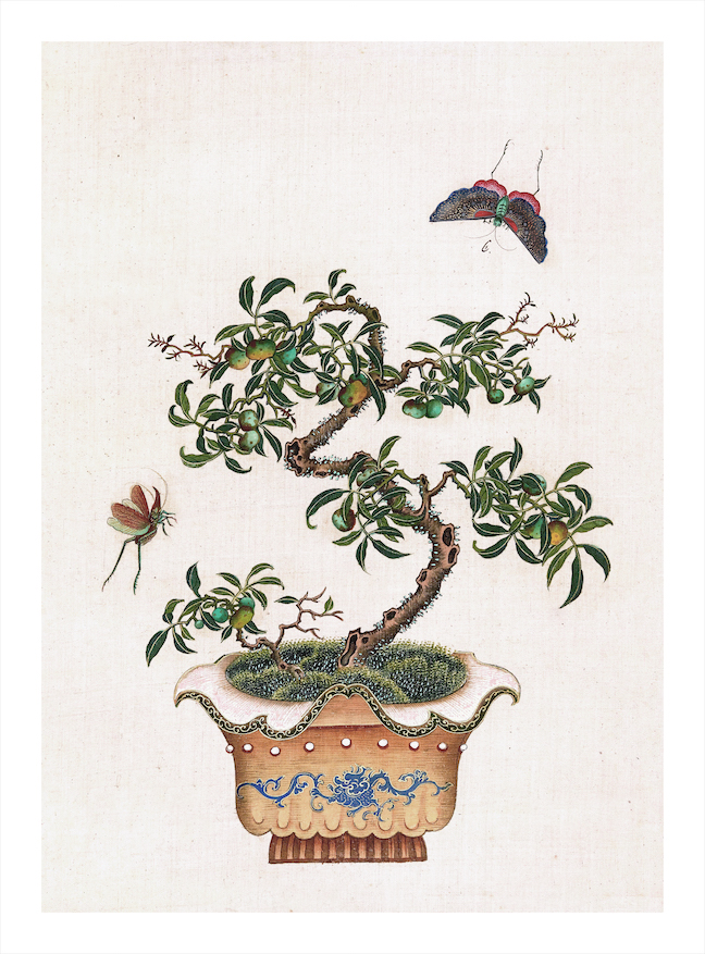 CHINESE BONSAI TREES