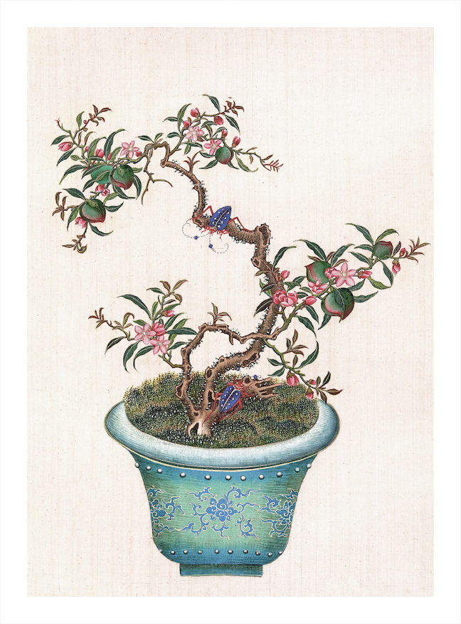 CHINESE BONSAI TREES