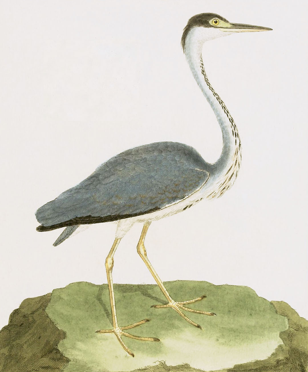 English Aquatic Birds