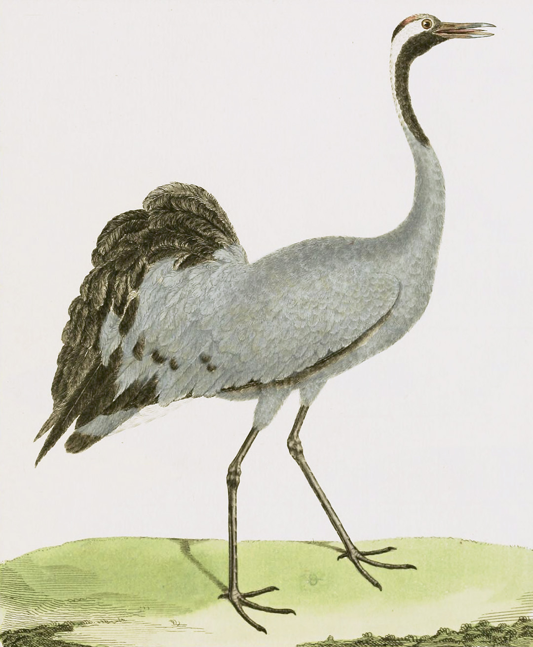 English Aquatic Birds