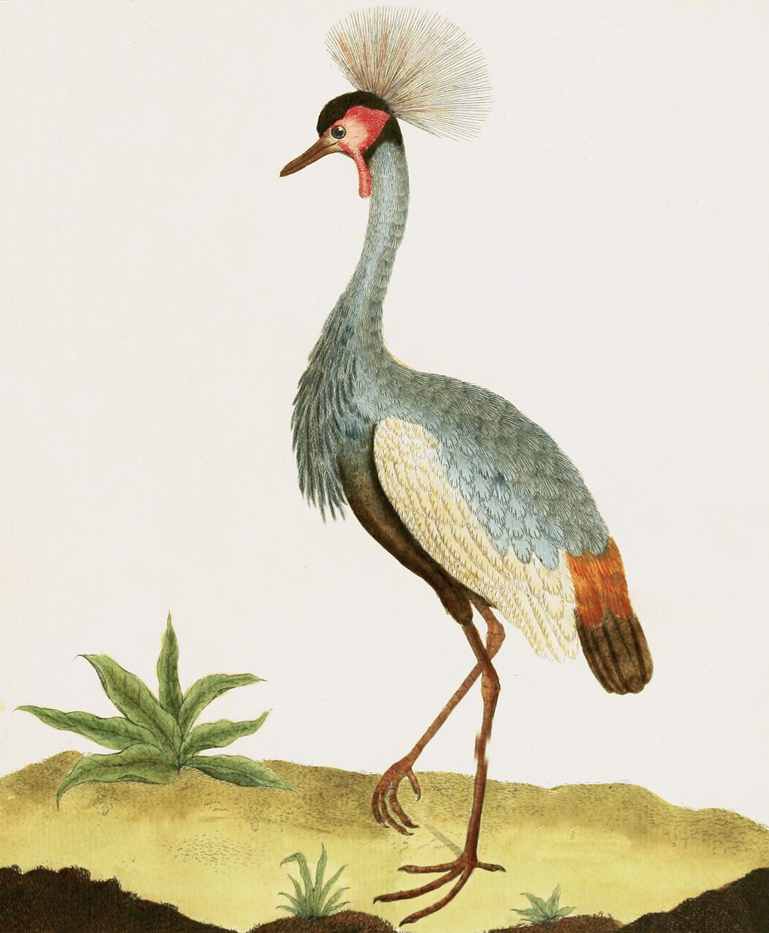 English Aquatic Birds