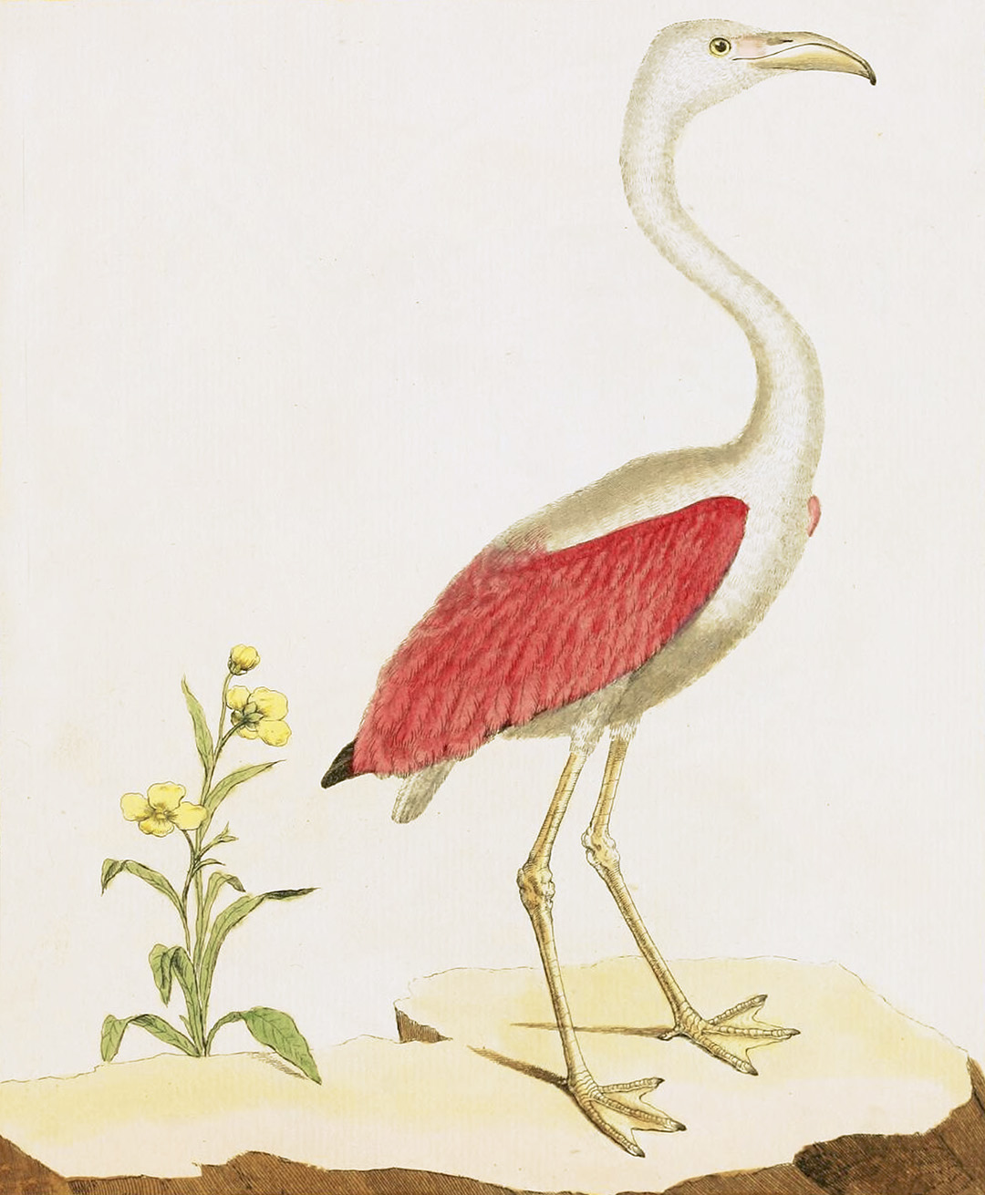 English Aquatic Birds