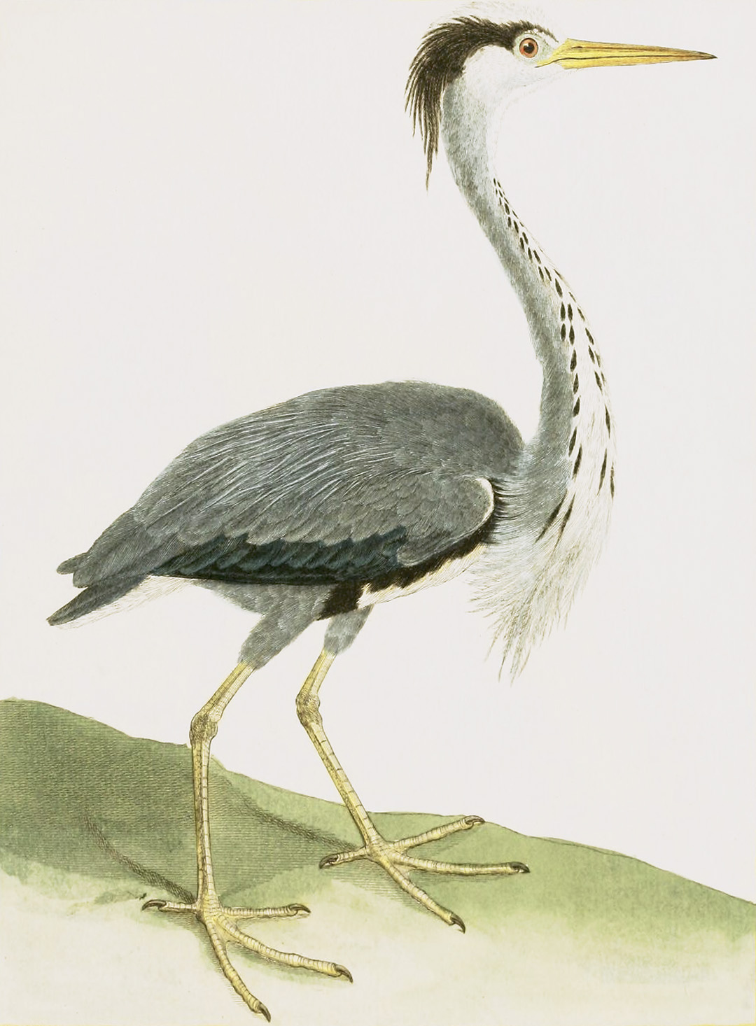 English Aquatic Birds