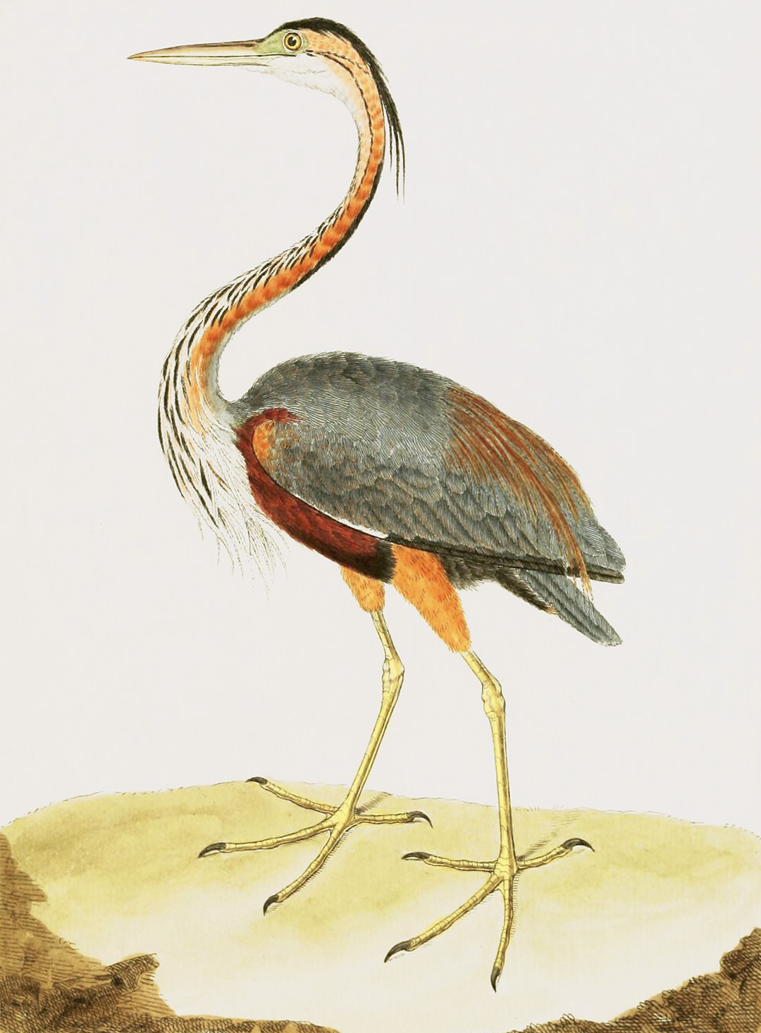 English Aquatic Birds