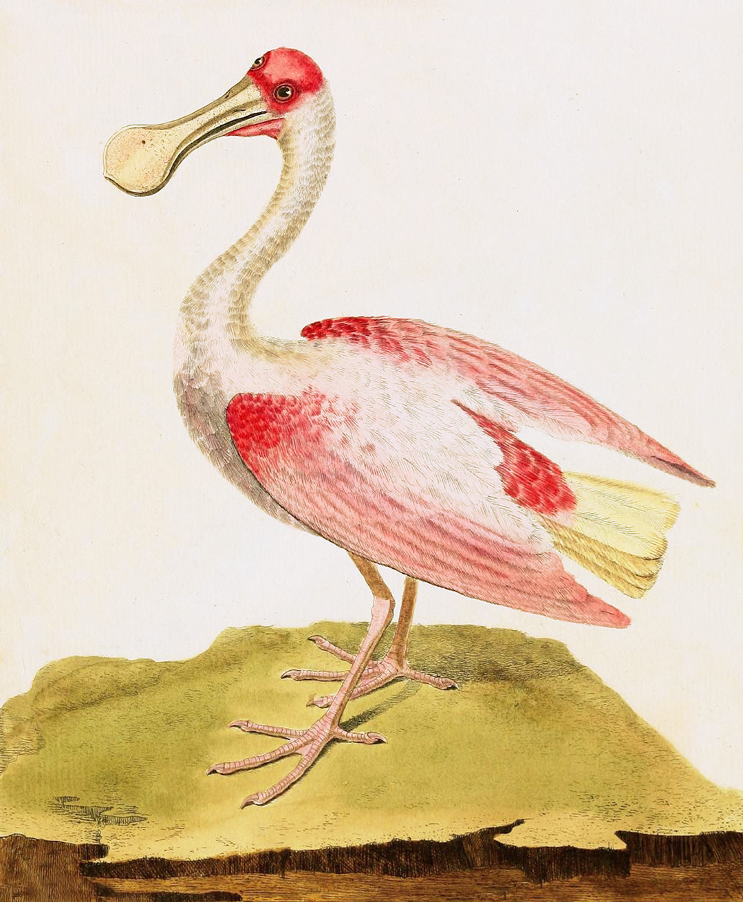 English Aquatic Birds