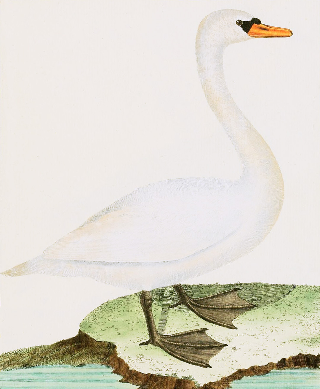 English Aquatic Birds