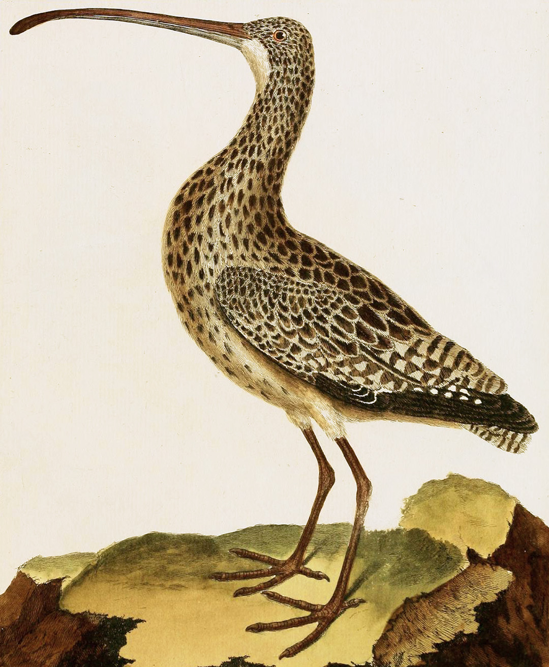 English Aquatic Birds