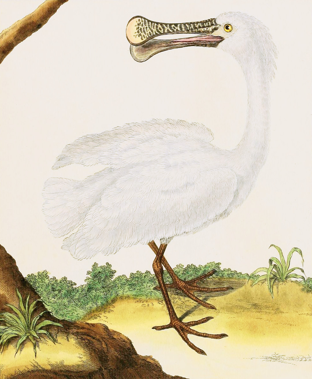 English Aquatic Birds