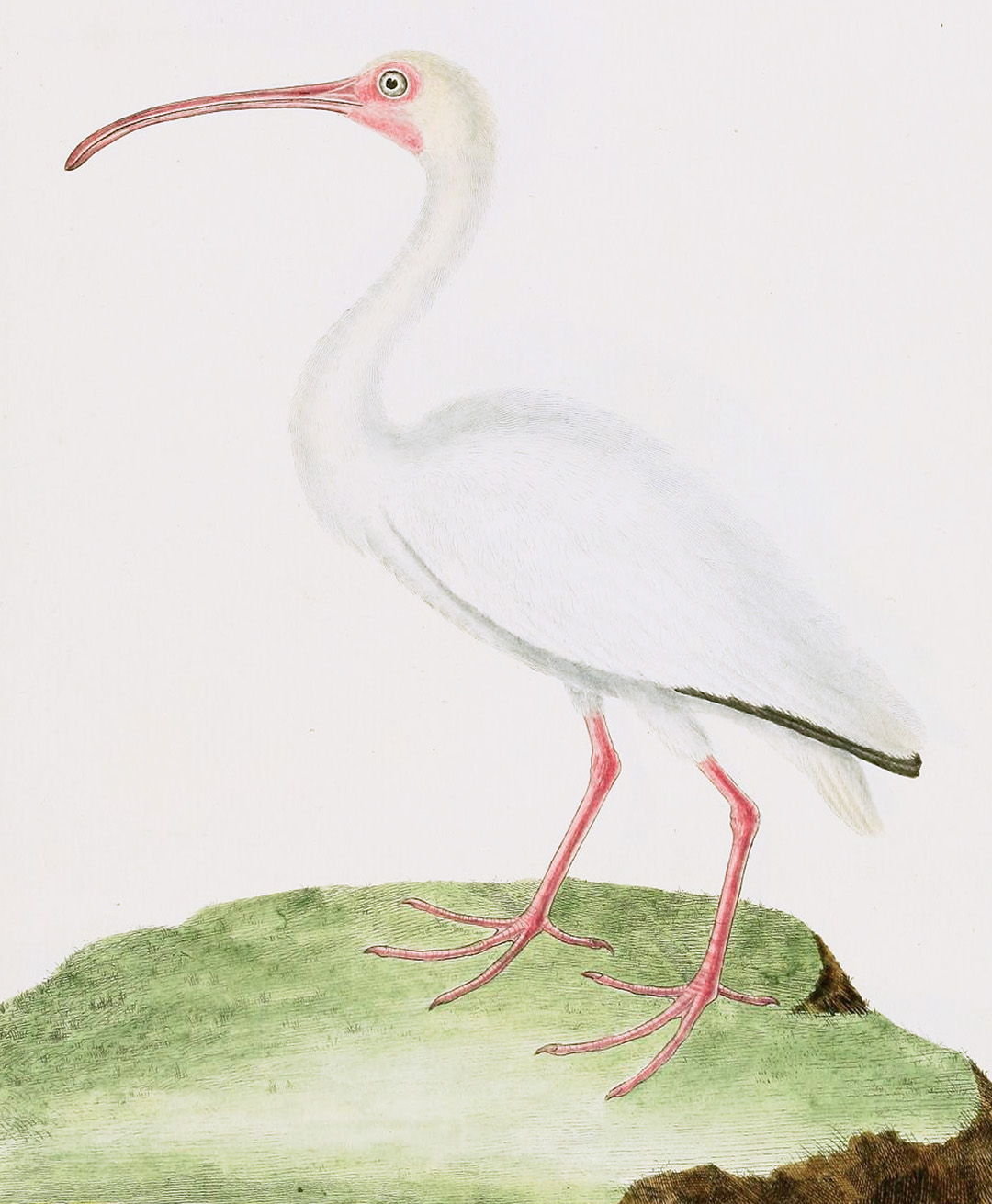 English Aquatic Birds