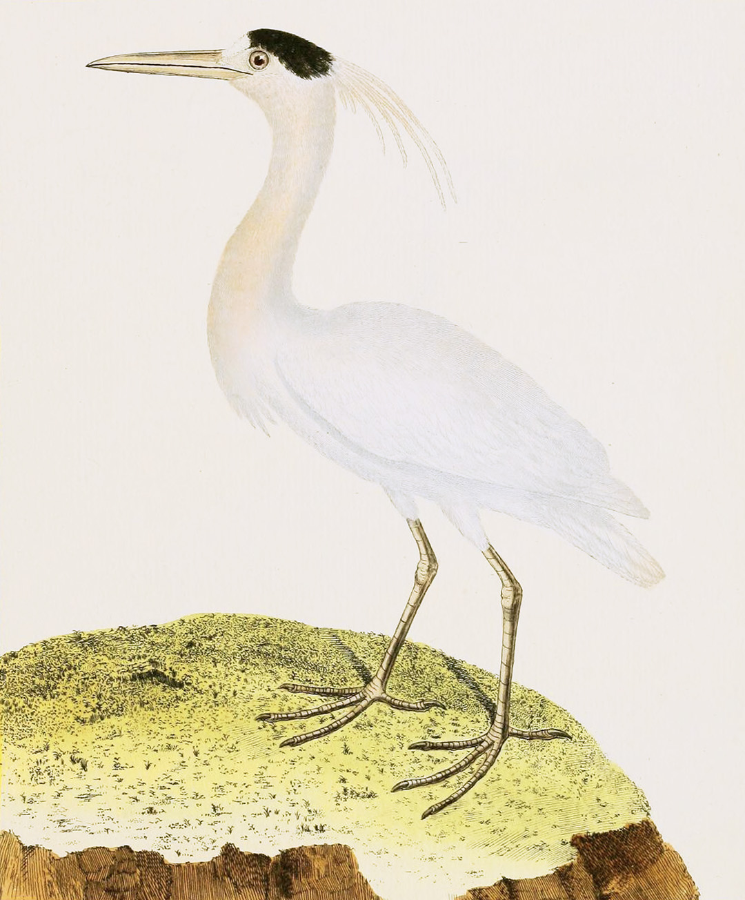 English Aquatic Birds