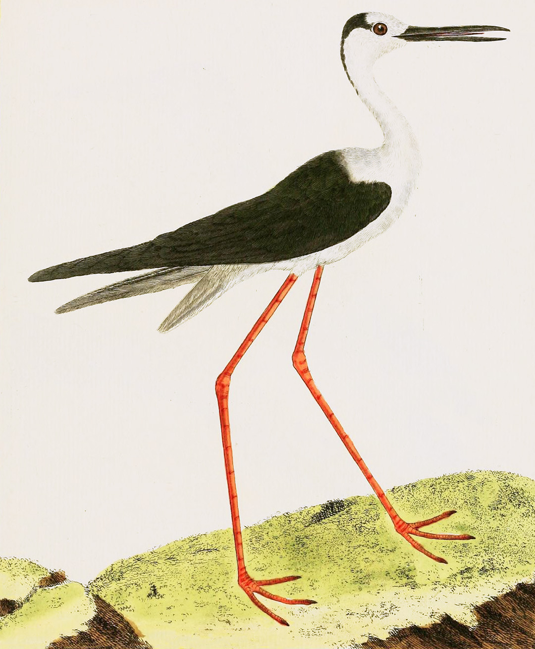 English Aquatic Birds