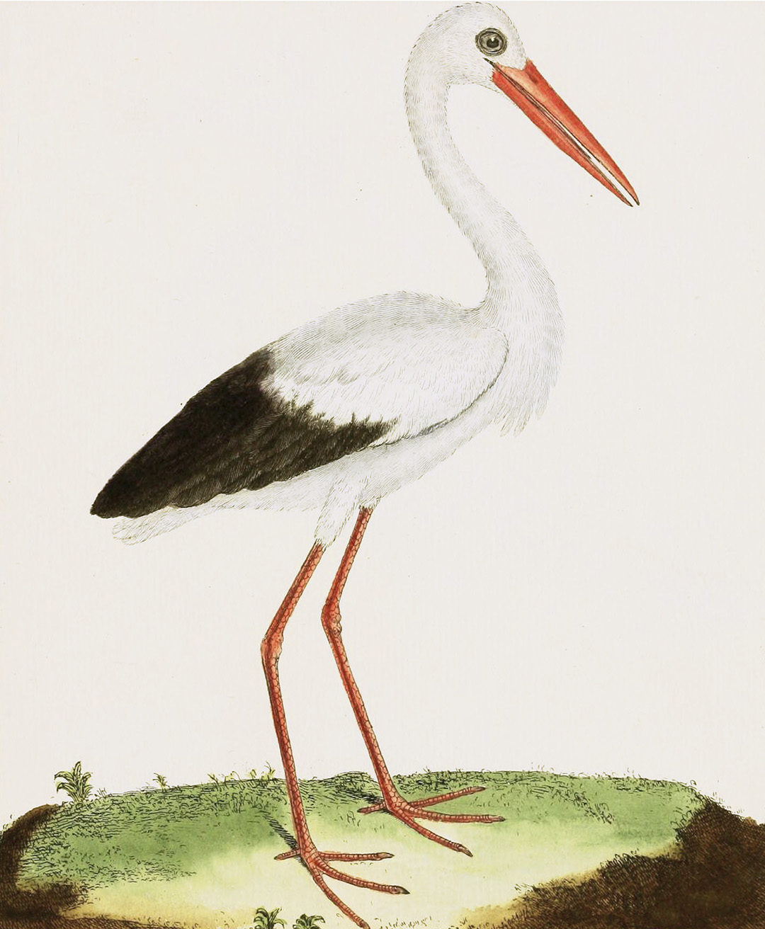 English Aquatic Birds