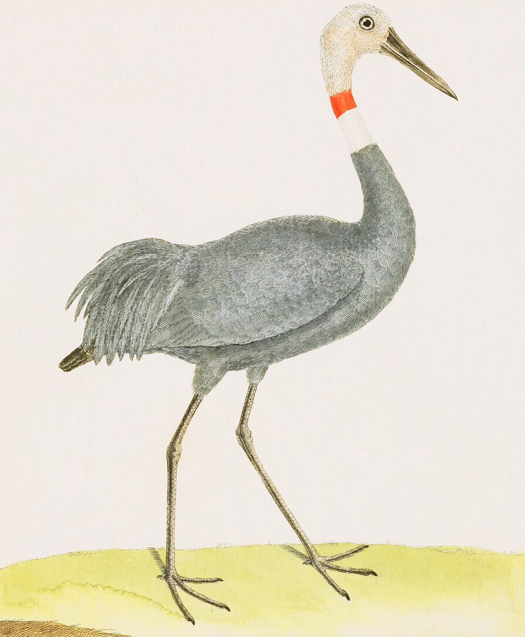 English Aquatic Birds
