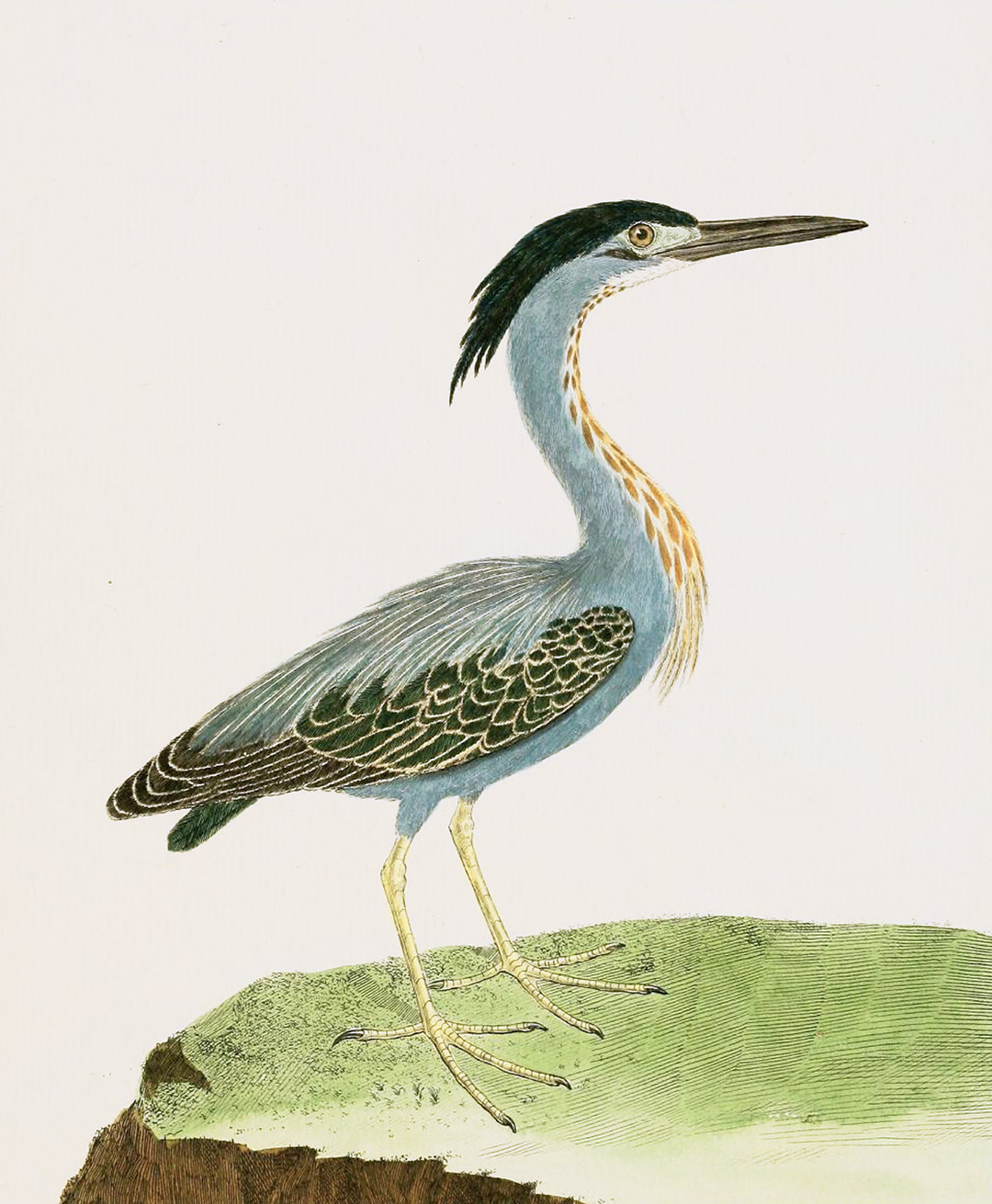 English Aquatic Birds