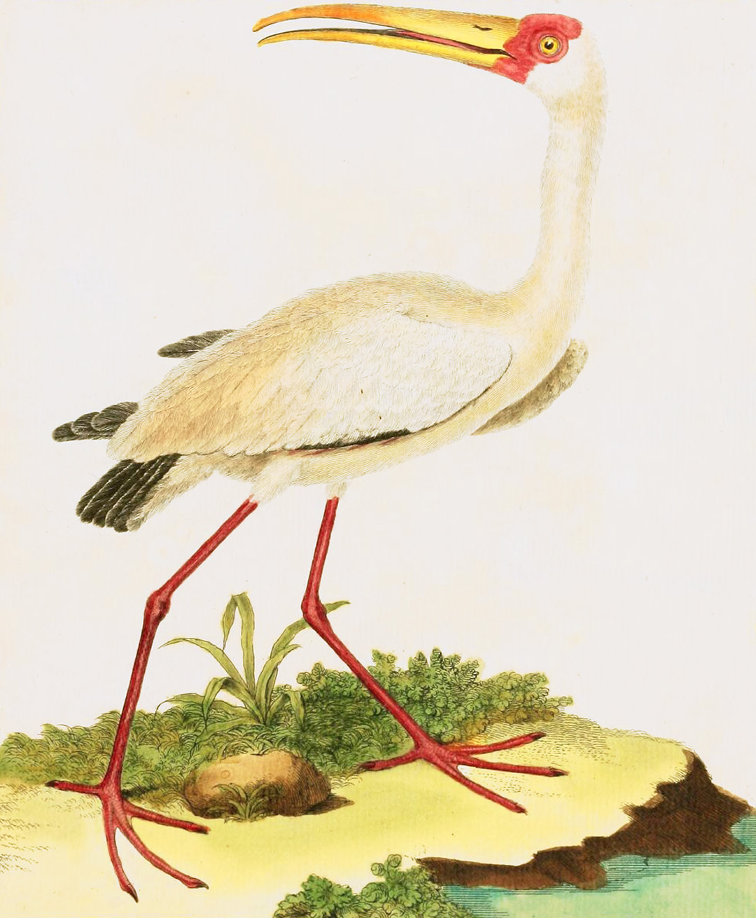 English Aquatic Birds