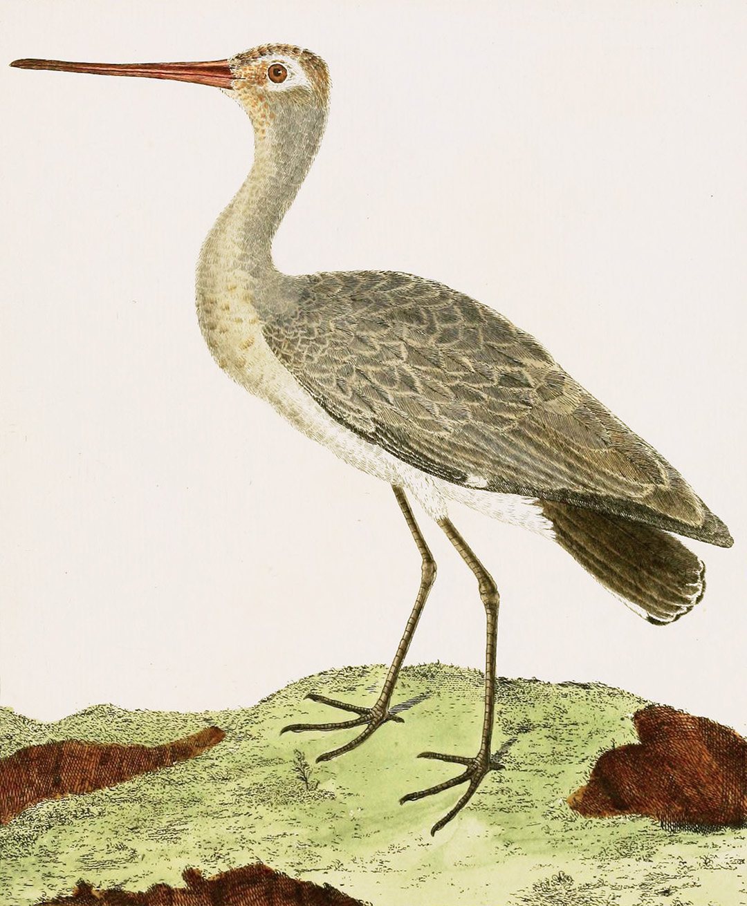 English Aquatic Birds
