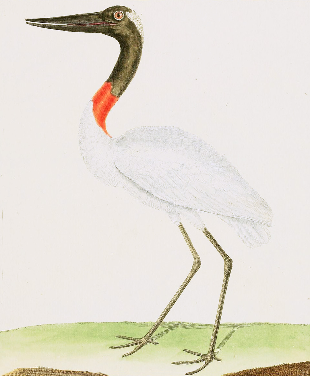 English Aquatic Birds