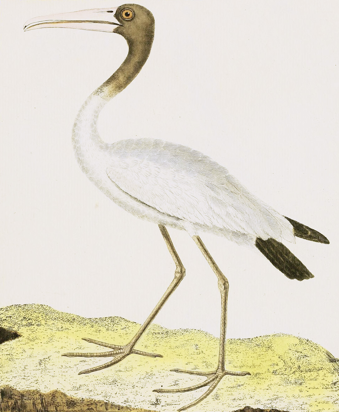 English Aquatic Birds