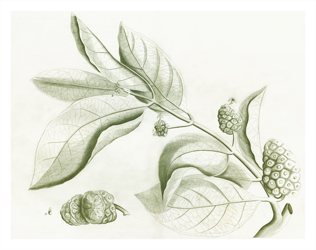 MALABAR GARDEN SAGE