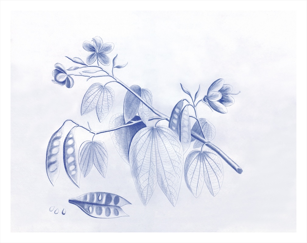 Malabar Garden Blue