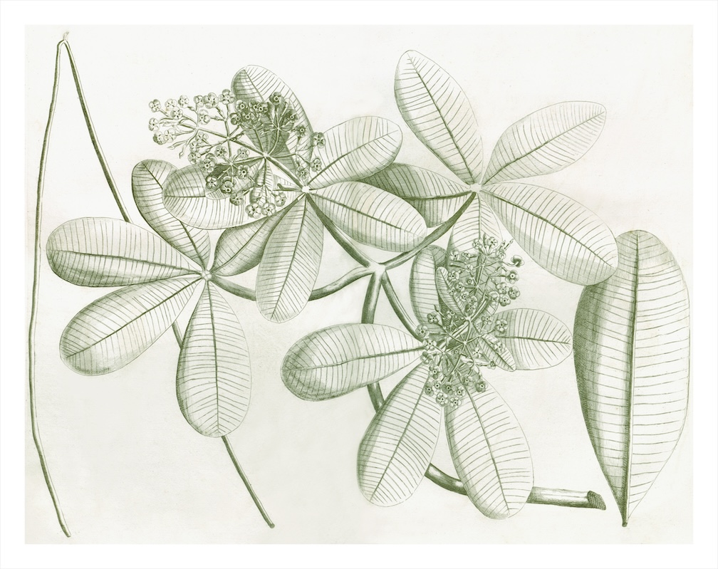 MALABAR GARDEN SAGE