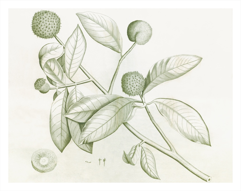 MALABAR GARDEN SAGE