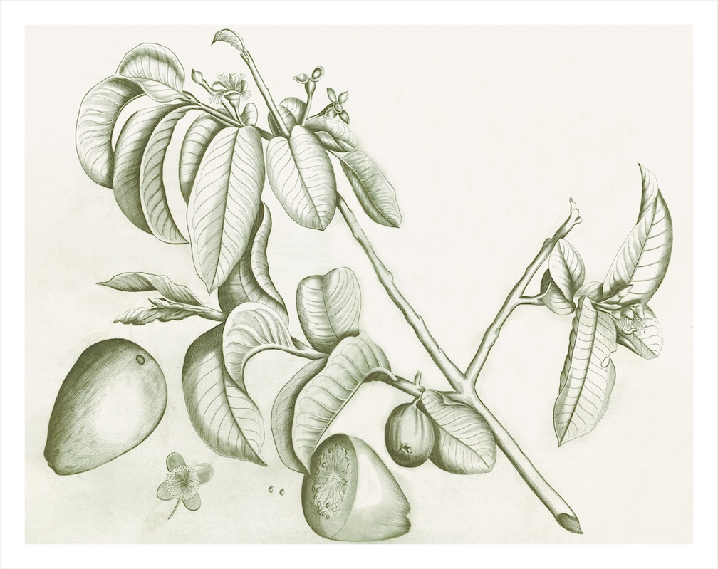 MALABAR GARDEN SAGE