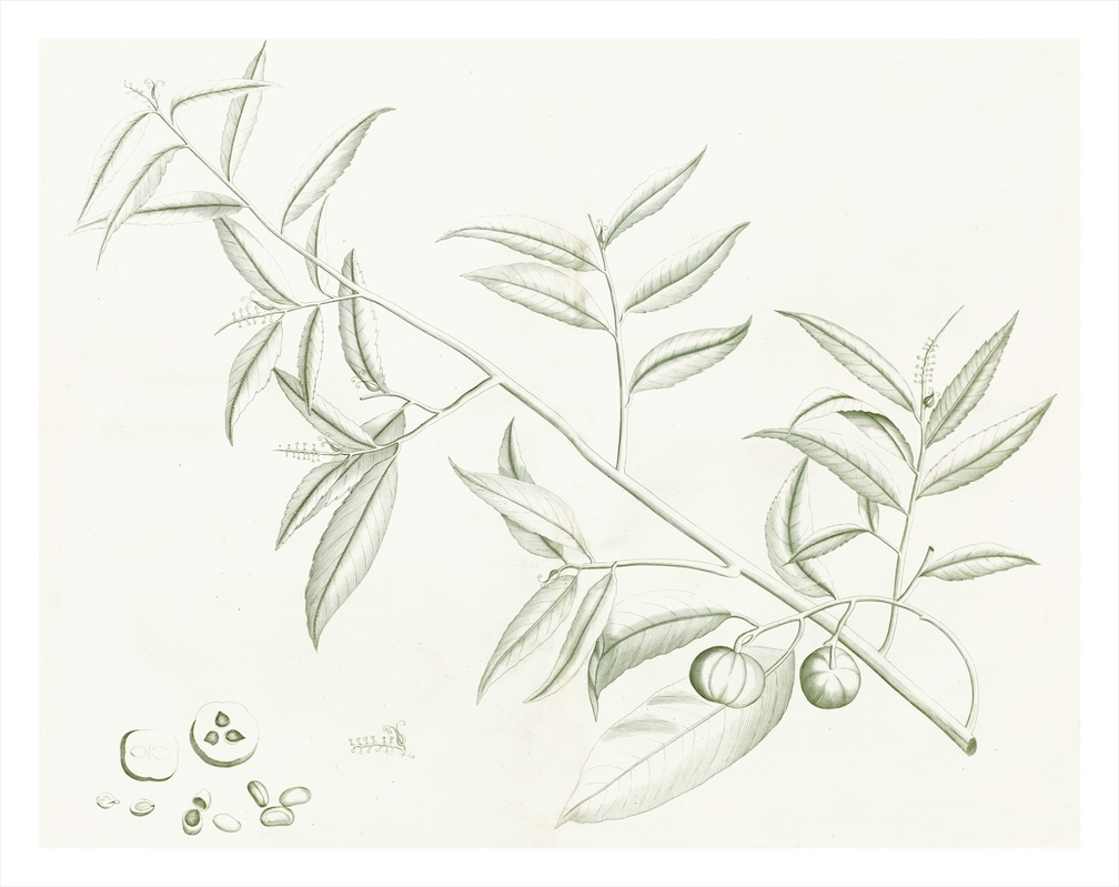 MALABAR GARDEN SAGE