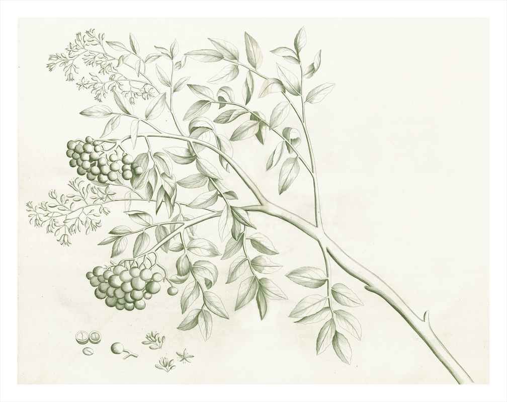 MALABAR GARDEN SAGE