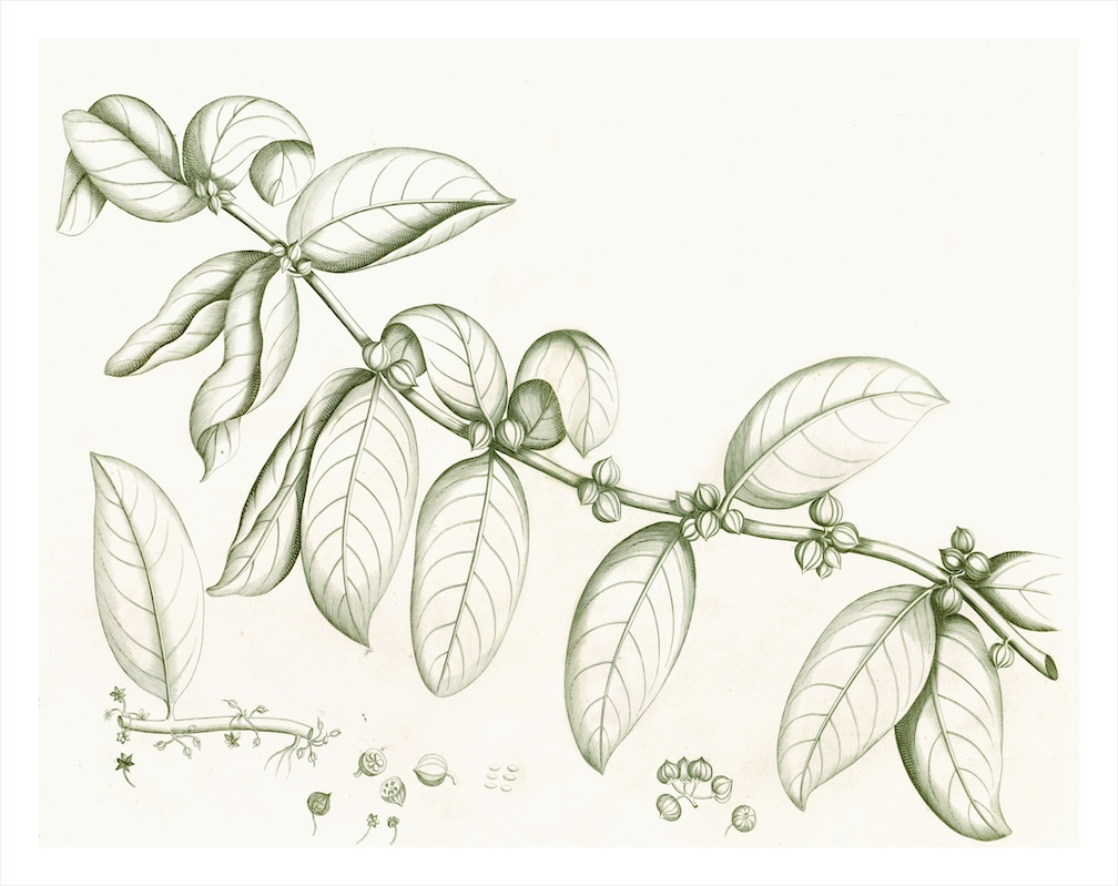 MALABAR GARDEN SAGE