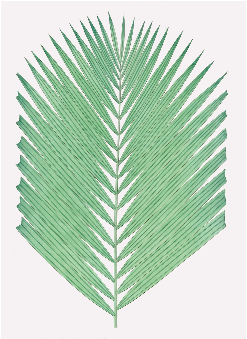 PALMS