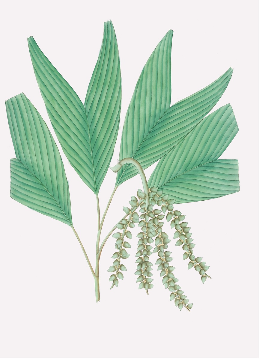 PALMS