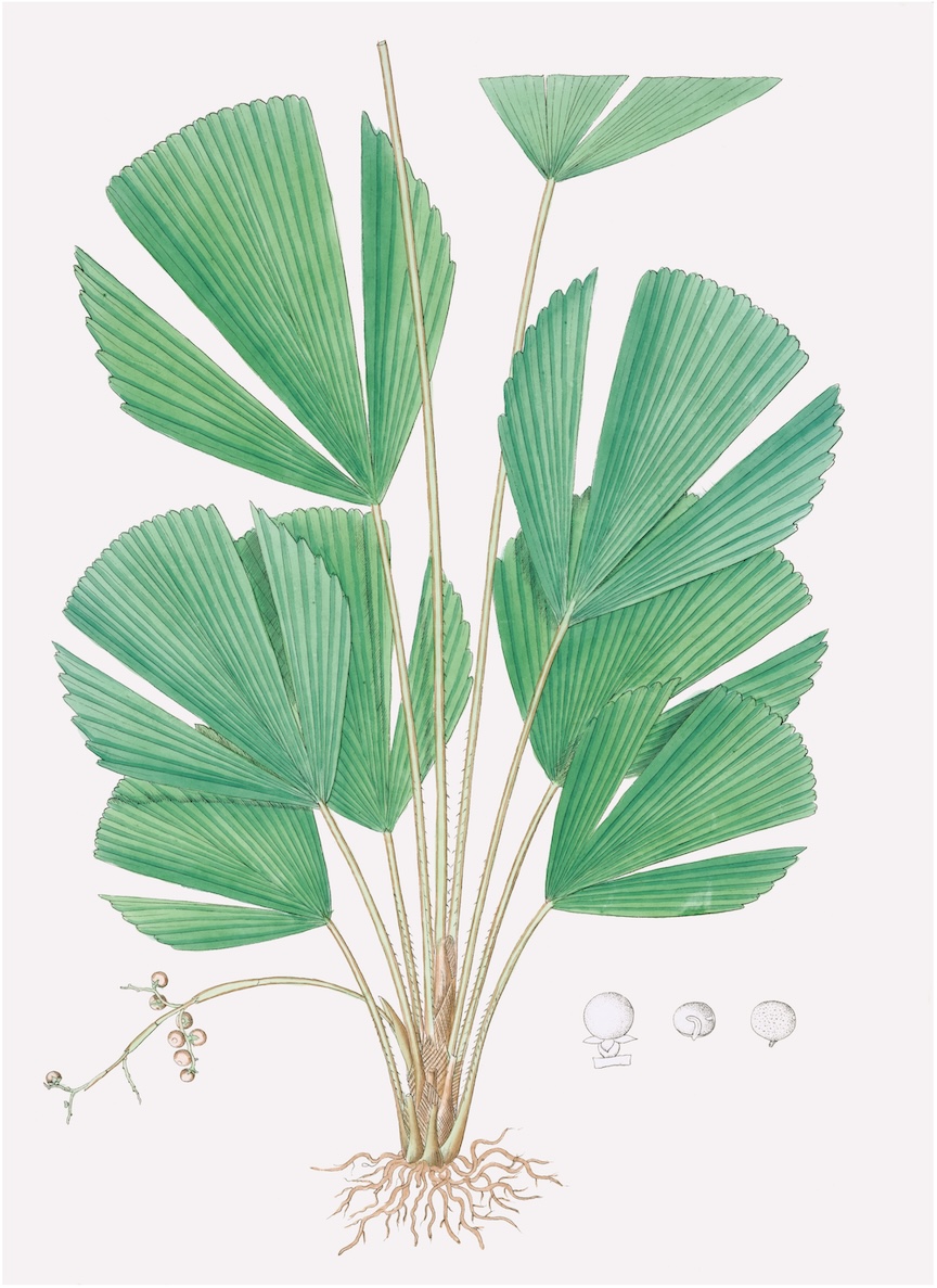 PALMS