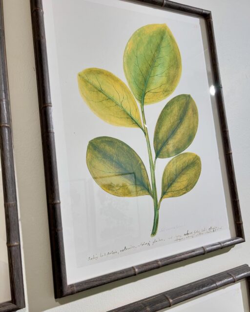 Good morning from Atlanta!πΏ From our Swedish Botanicals collection, framed in a Thin Gray Bamboo @larsonjuhl moulding. Many more plates in this series. If youβre in Atlanta, come see us in Building 1, Floor 10, Suite C3 @americasmartatl πΌπ¦ππΈππΏ #interiordesign #art #gallery #birds #interiors #botanicals #gallerywall #ornisgallery #artwall #homedecor #framedart